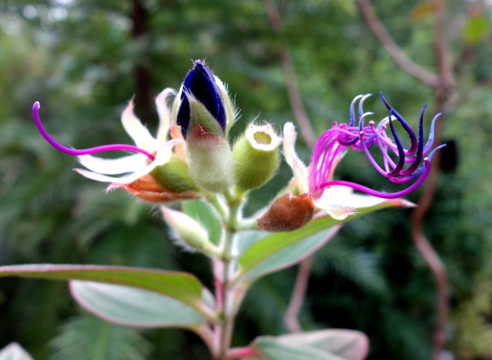Tibouchina urvilleana - Botanischer Garten, Dresden, Germany - DSC08441
