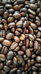 Coffee bean kitchen stimulant photo