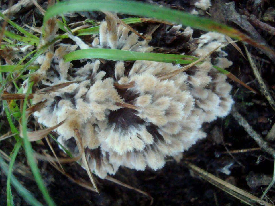 Thelephora penicillata Podkomorské lesy