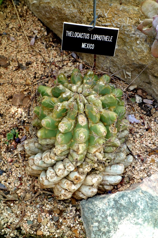Thelocactus rinconensis subsp. rinconensis (Thelocactus lophothele) - Krohn Conservatory - DSC03538