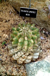 Thelocactus rinconensis subsp. rinconensis (Thelocactus lophothele) - Krohn Conservatory - DSC03538