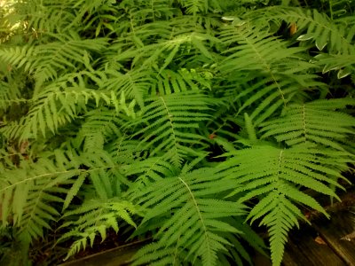 Thelypteris kunthii at Coker Arboretum