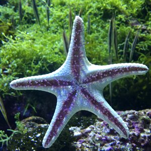 Underwater world starfish aquarium photo