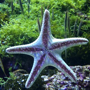 Underwater world starfish aquarium