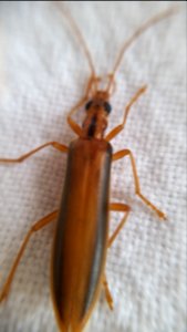 Thelyphassa lineata