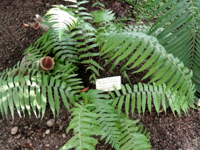 Thelypteris dentata - Botanical Garden in Kaisaniemi, Helsinki - DSC03610