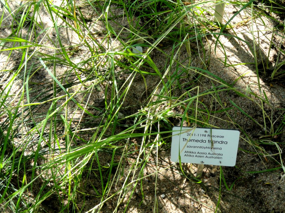 Themeda triandra - Botanical Garden in Kaisaniemi, Helsinki - DSC03681