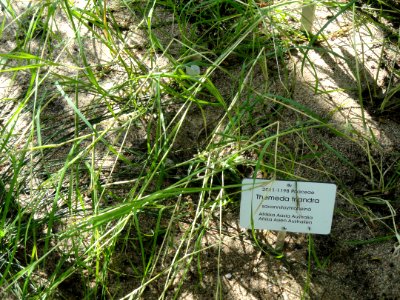 Themeda triandra - Botanical Garden in Kaisaniemi, Helsinki - DSC03681