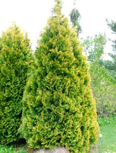 Thuja occidentalis yellow ribbon