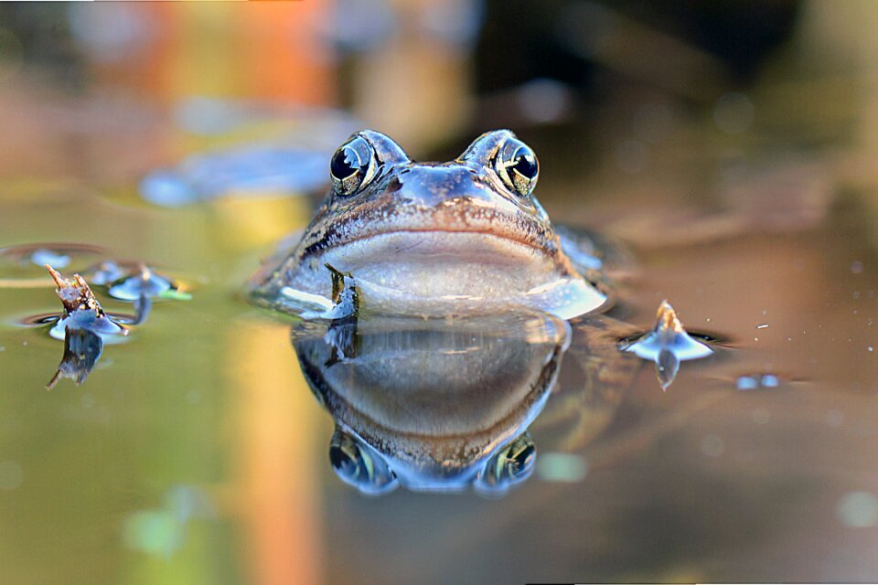 Frog portrait amphibians