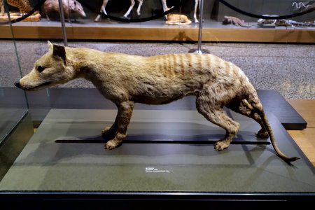 Thylacinus cynocephalus - Hessisches Landesmuseum Darmstadt - Darmstadt, Germany - DSC00119