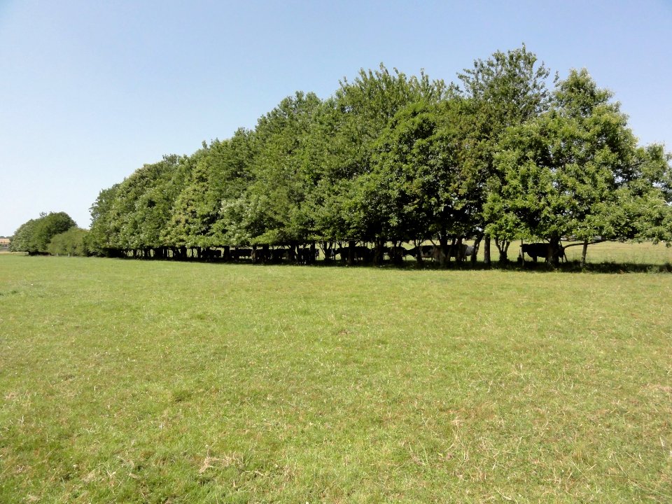 Thiergeville (Seine-Mar.) paysage avec vaches s'abritant du soleil (01)