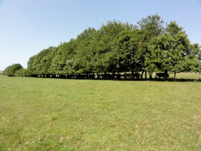 Thiergeville (Seine-Mar.) paysage avec vaches s'abritant du soleil (01)