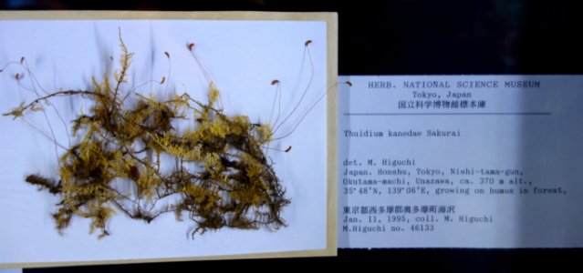 Thuidium kanedae - National Museum of Nature and Science, Tokyo - DSC06752