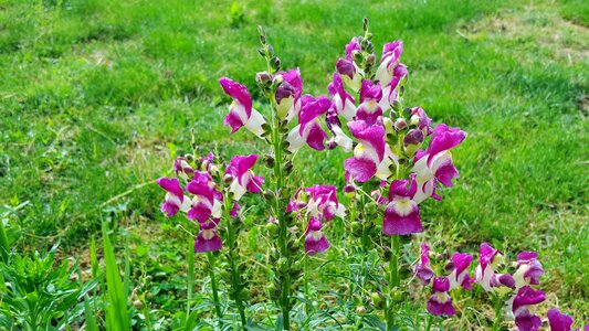 Snap dragons dragon flowers antirrhinum majus