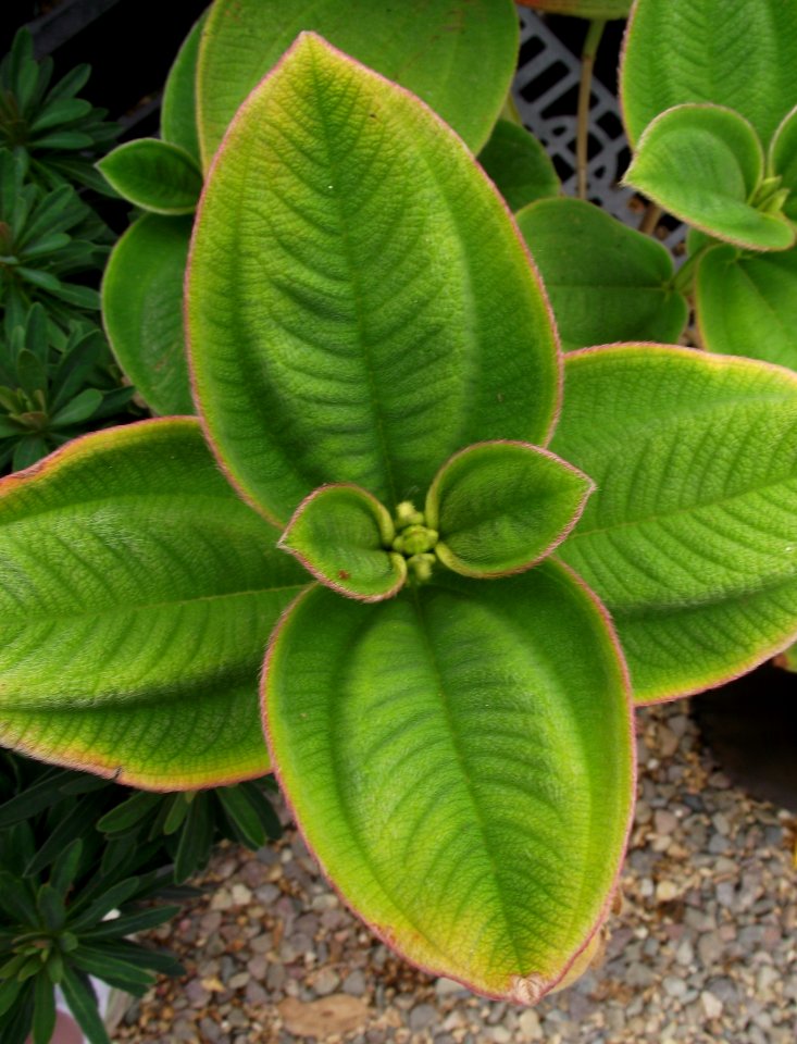 Tibouchina heteromalla 2