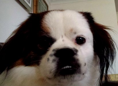 Tibetan Spaniel face closeup