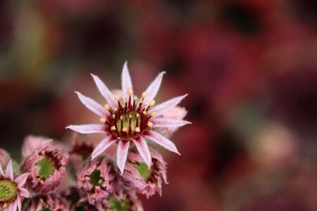 Blossom bloom stone garden photo