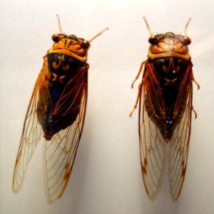 Tibicen flammatus - National Museum of Nature and Science, Tokyo - DSC06838