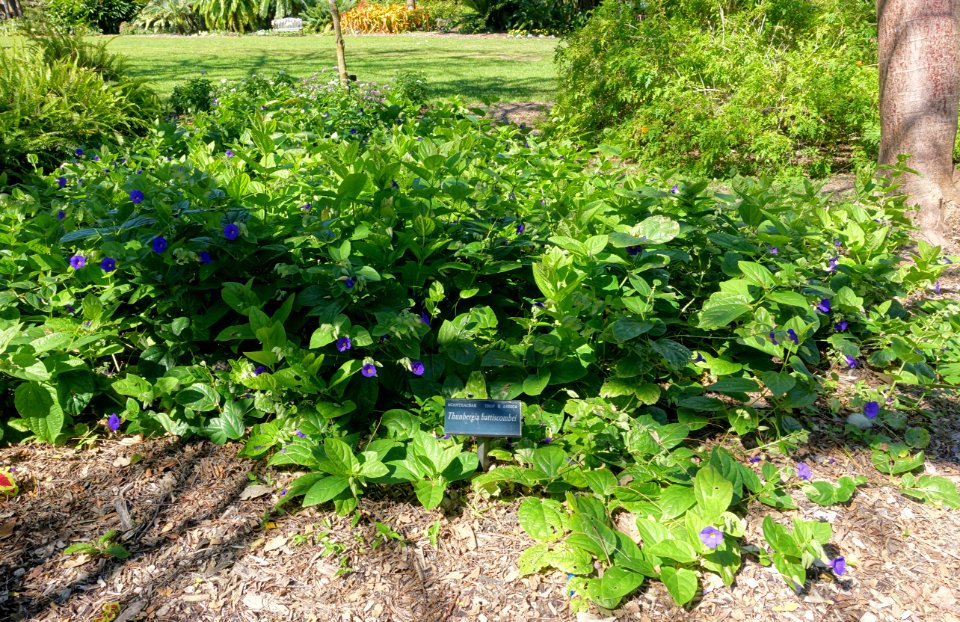 Thunbergia battiscombei - Marie Selby Botanical Gardens - Sarasota, Florida - DSC01248