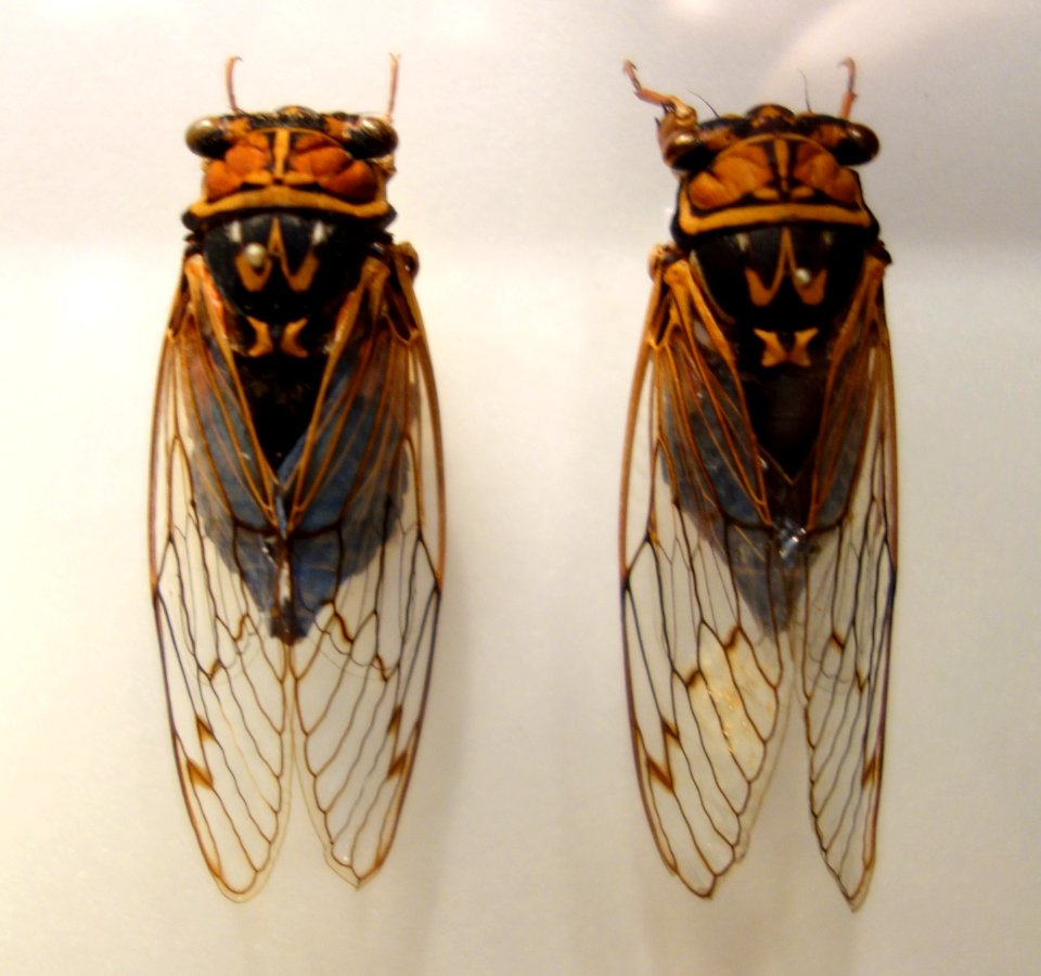 Tibicen japonicus - National Museum of Nature and Science, Tokyo - DSC06840
