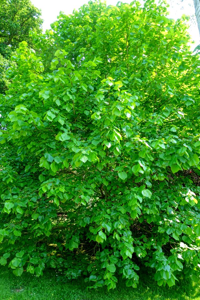 Tilia platyphyllos - Sheffield Park and Garden - East Sussex, England - DSC05408