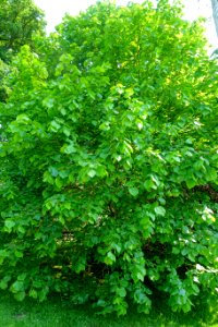 Tilia platyphyllos - Sheffield Park and Garden - East Sussex, England - DSC05408