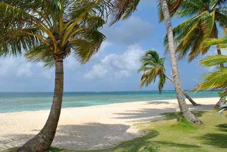 Landscape ocean tree photo