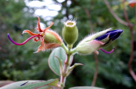 Tibouchina urvilleana - Botanischer Garten, Dresden, Germany - DSC08438