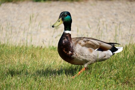 Nature duck on meadow water bird