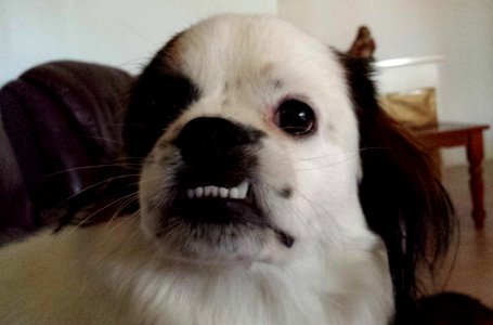 Tibetan Spaniel underbite