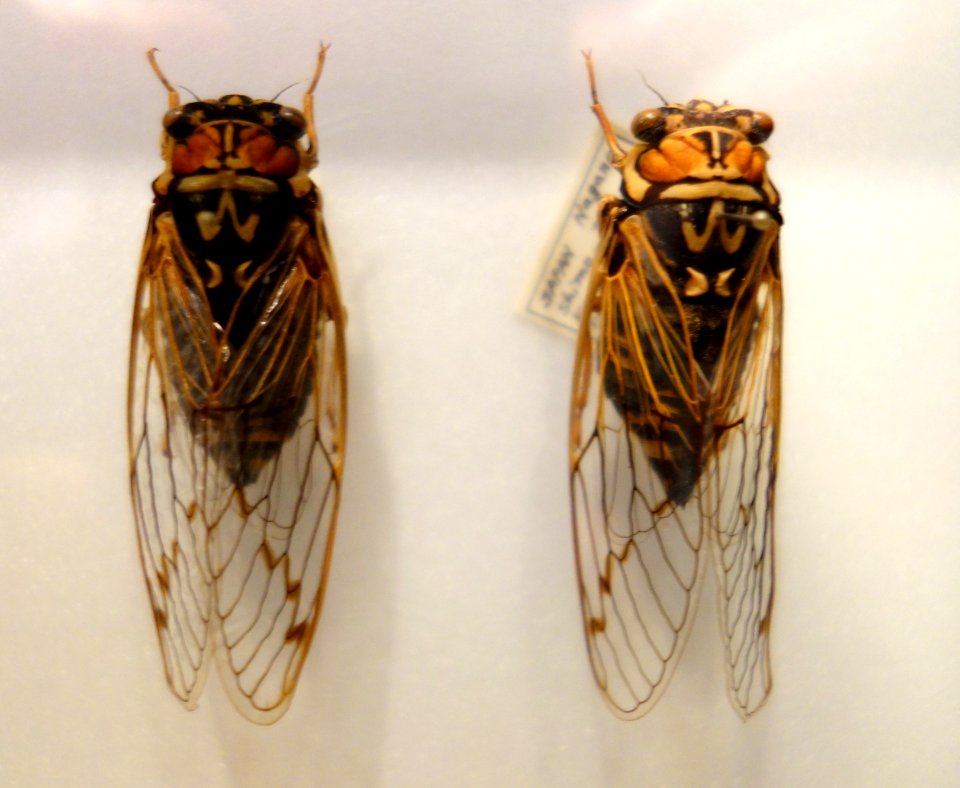 Tibicen bihamatus - National Museum of Nature and Science, Tokyo - DSC06841