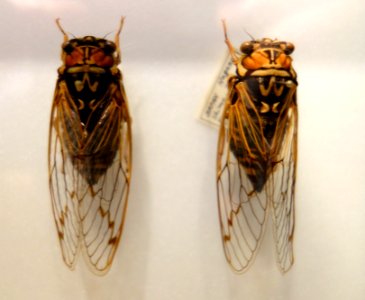 Tibicen bihamatus - National Museum of Nature and Science, Tokyo - DSC06841