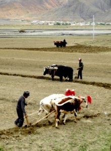Tibet labour-2 photo