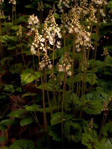 Tiarella cordifolia growing in Schenley Park, Pittsburgh, 01