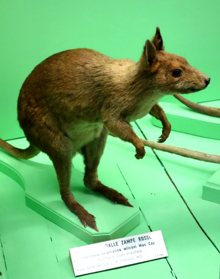 Thylogale stigmatica wilcoxi - Museo Civico di Storia Naturale Giacomo Doria - Genoa, Italy - DSC02948