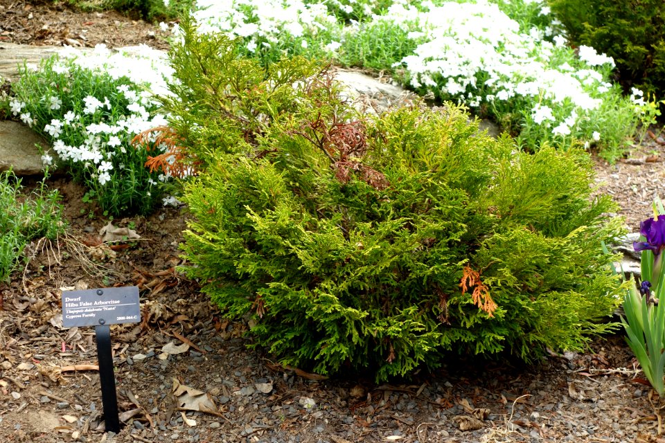 Thujopsis dolabrata 'Nana' - Morris Arboretum - DSC00245
