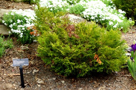Thujopsis dolabrata 'Nana' - Morris Arboretum - DSC00245