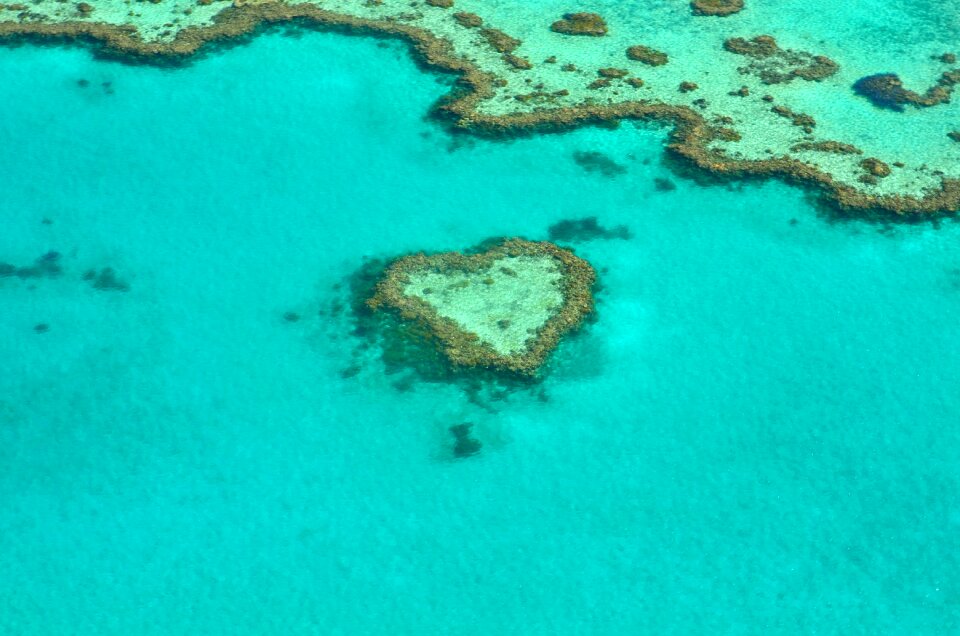 Coral reef great barrier reef whitsundays