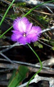 Thysanotus juncifolius Ku-ring-gai Chase NP