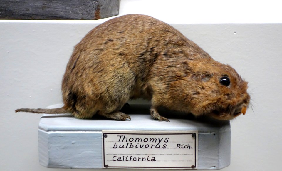 Thomomys bulbivorus - Museo Civico di Storia Naturale Giacomo Doria - Genoa, Italy - DSC02780