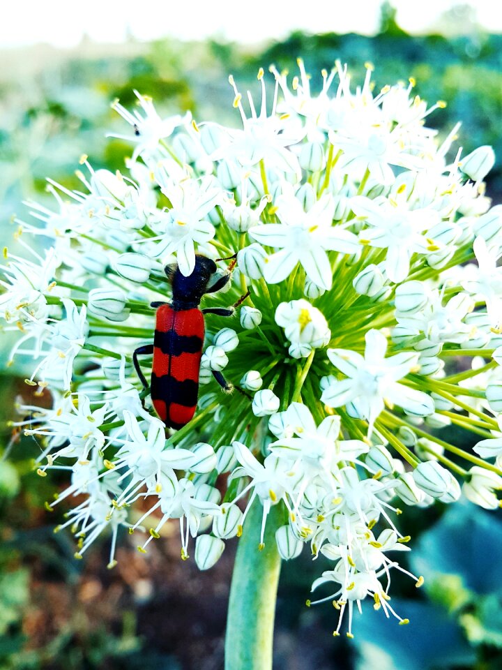 Flower bug outdoor