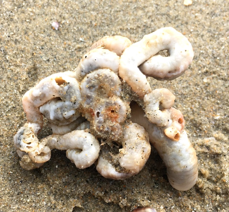 Thylacodes squamigerus 13436647