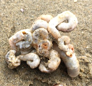 Thylacodes squamigerus 13436647