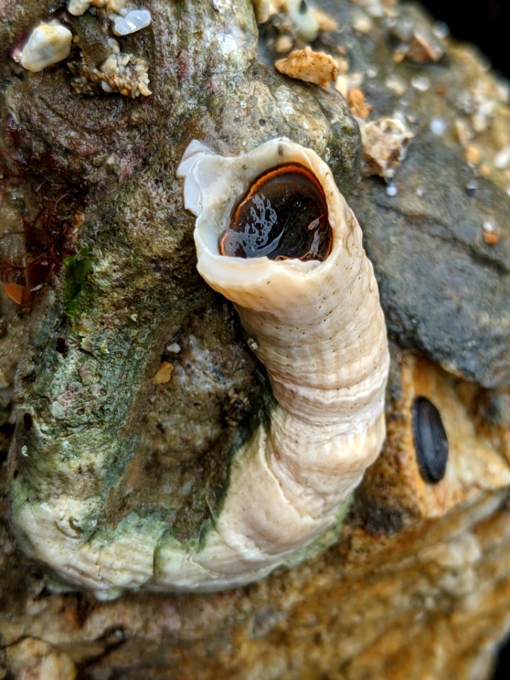 Thylacodes squamigerus 109983514