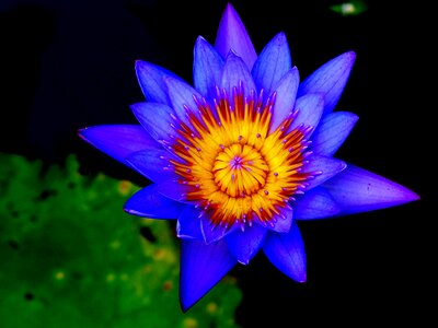 Lotus flower pond aquatic