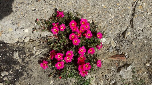 Concrete flower nature