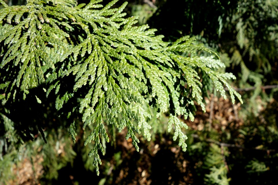Thuja koraiensis - Quarryhill Botanical Garden - DSC03514