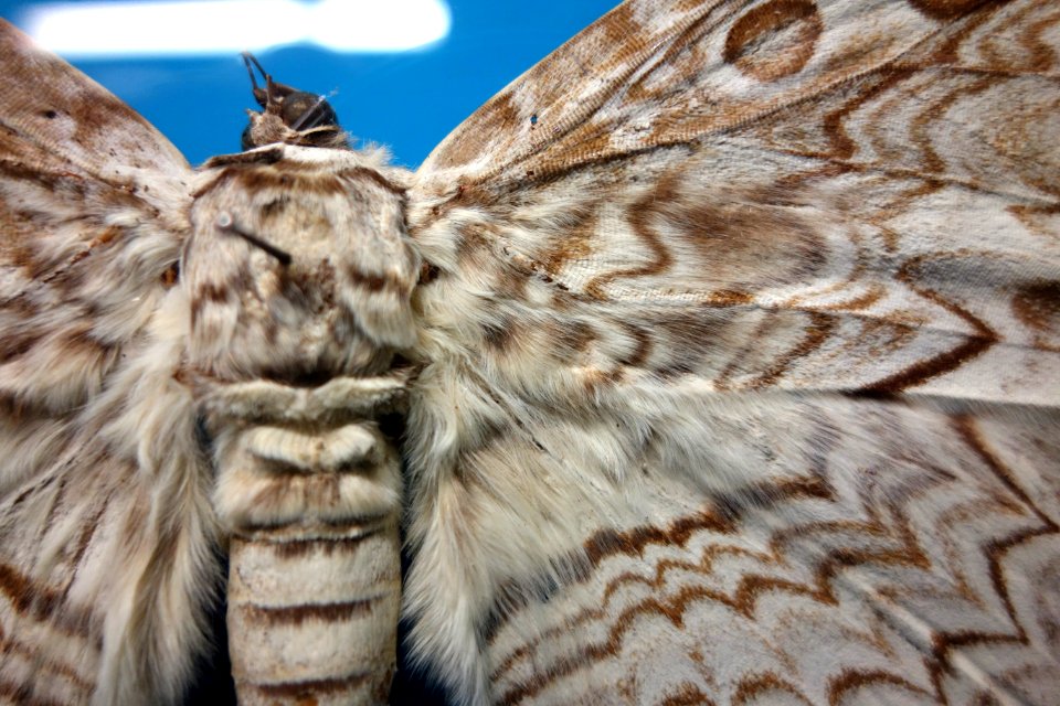 Thysania agrippina (detail) - Museo Civico di Storia Naturale Giacomo Doria - Genoa, Italy - DSC03241