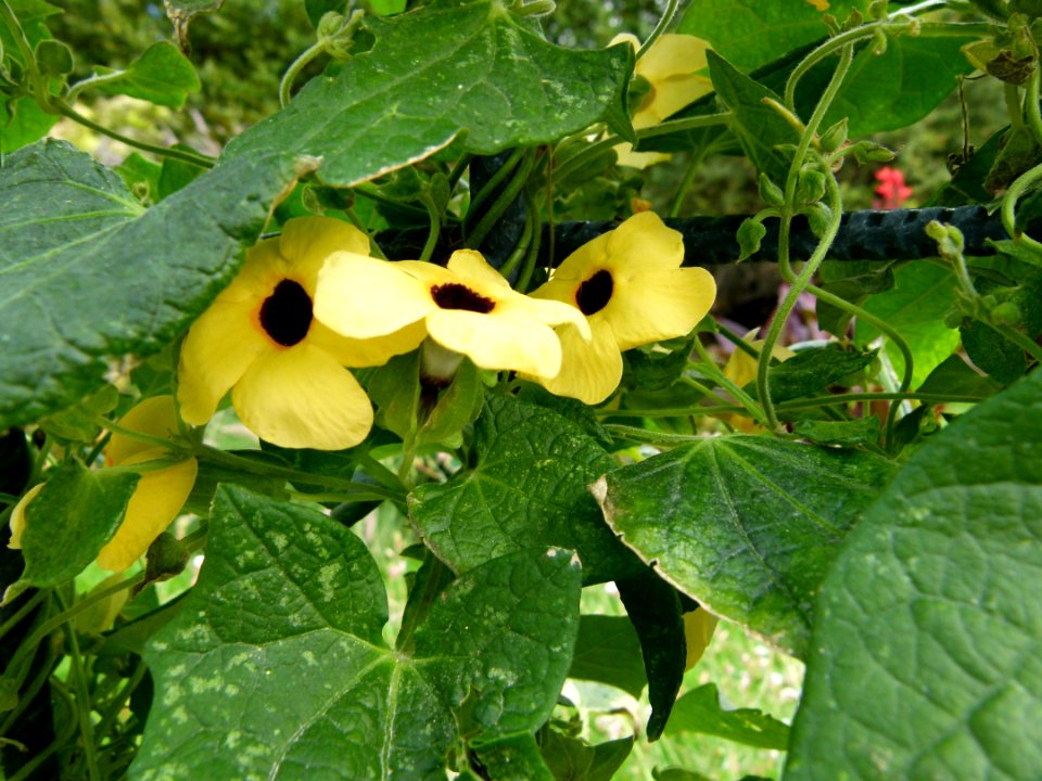 Thunbergia alata 1